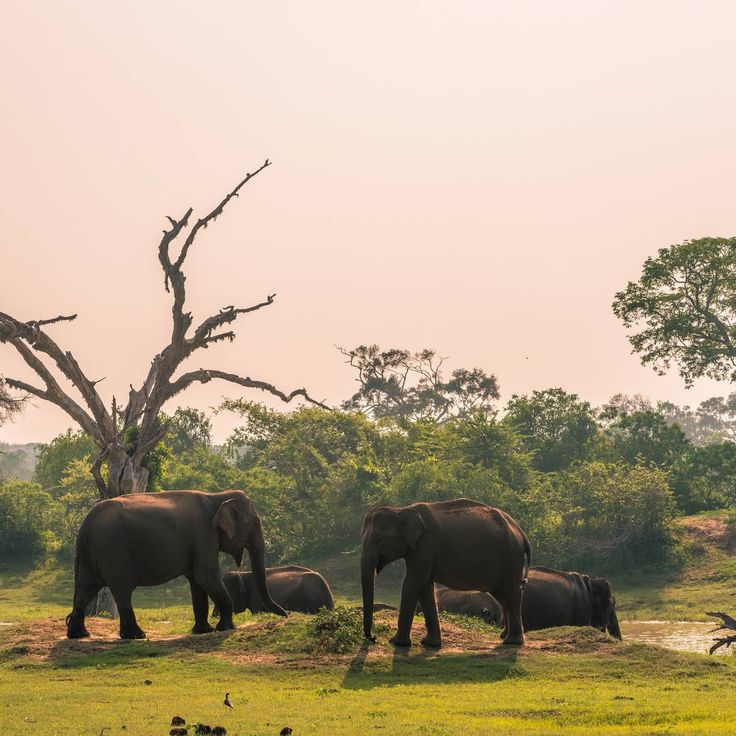 Yala National Park (Sri Lanka’s Most Famous Wildlife Park)