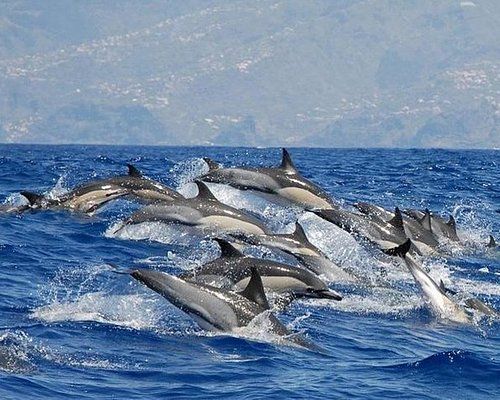 Whale & Dolphin Watching Tours (Boat Activities)