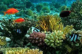 Bar Reef Marine Sanctuary