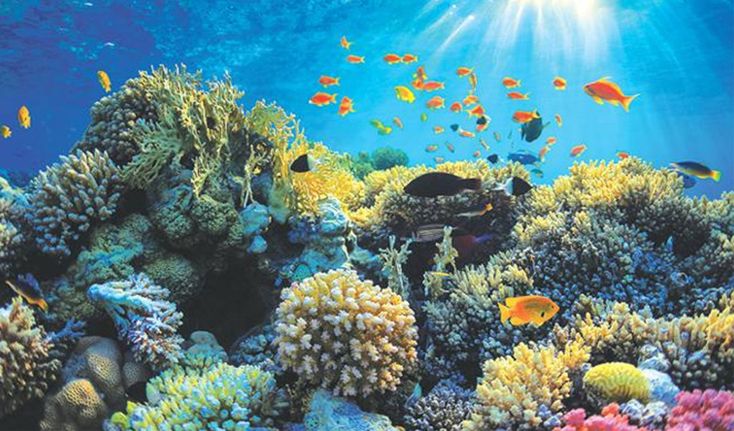 Coral Reef Sanctuary (Hikkaduwa Coral Sanctuary)