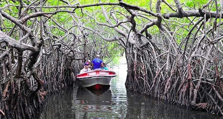Bentota River Safari (Bentota Ganga Boat Safari)