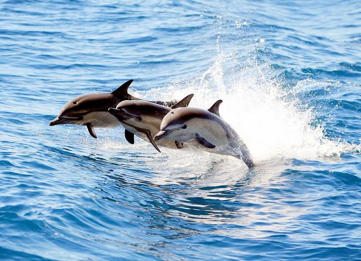 Dolphin Watching Tours (Kalpitiya)