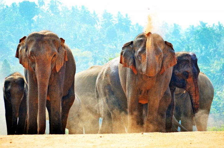 Pinnawala Elephant Orphanage