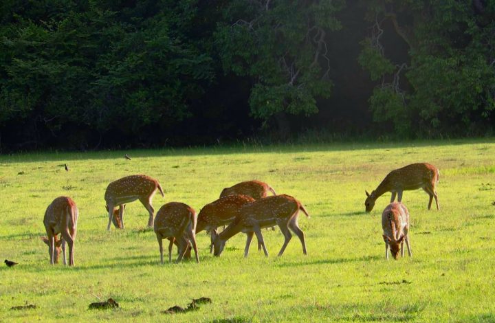 Kumana National Park